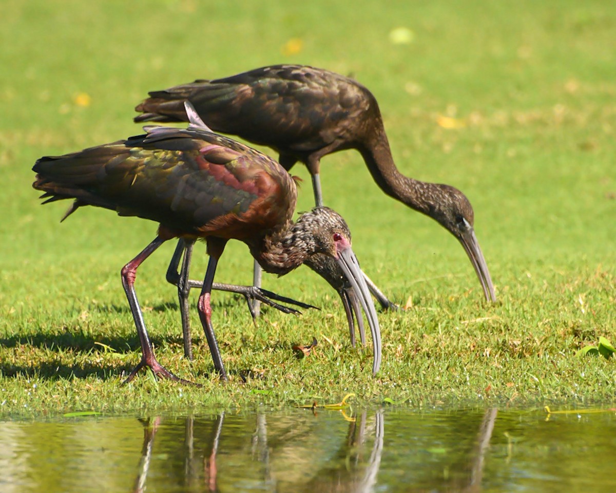 ibis americký - ML616415686