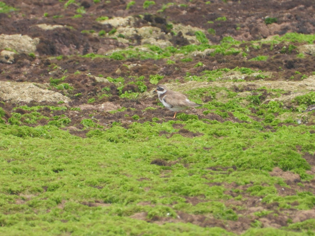 Common Ringed Plover - ML616415698