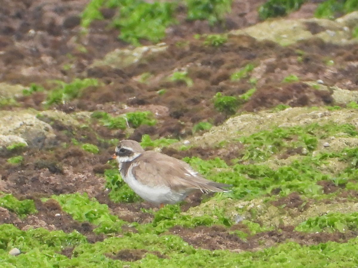 Common Ringed Plover - ML616415699