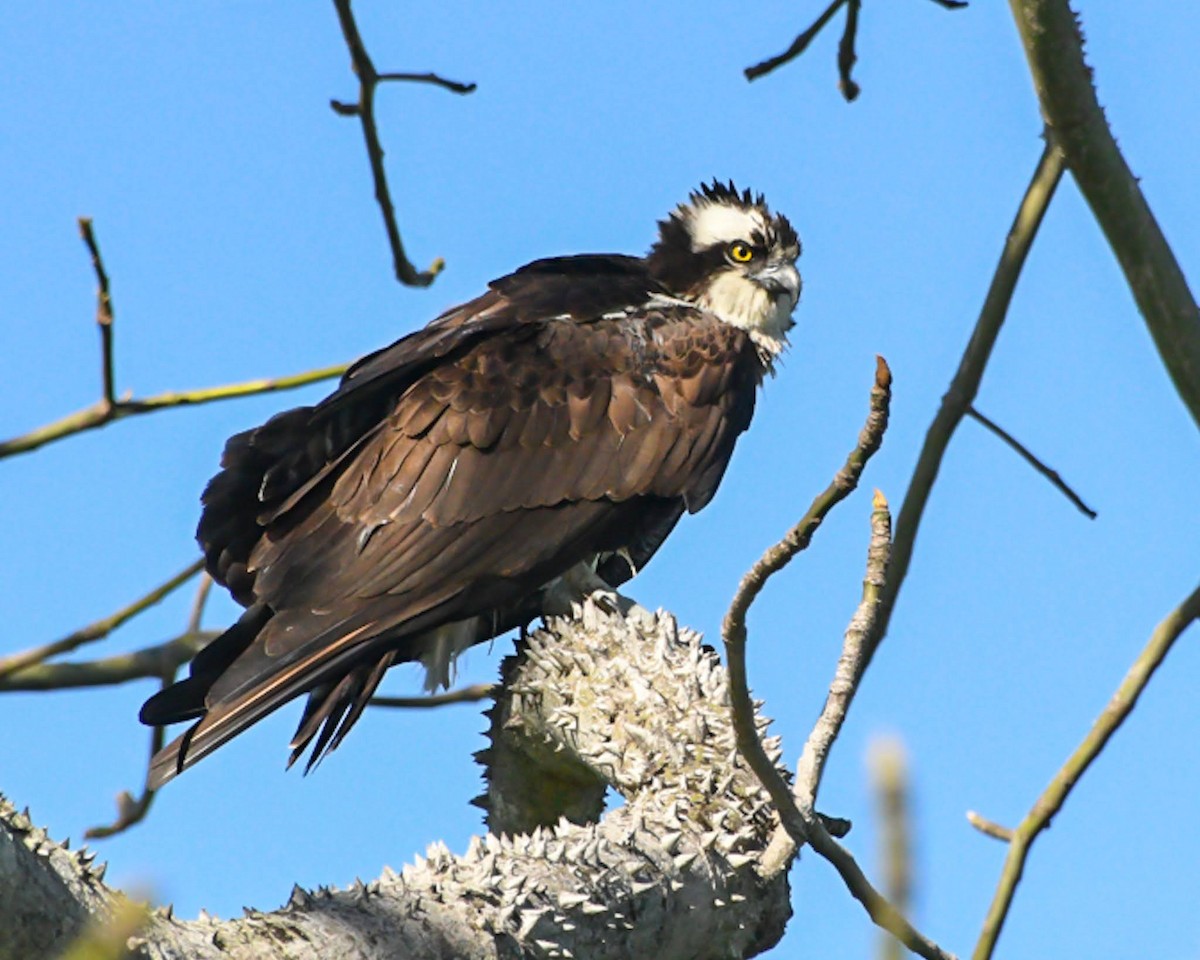 Águila Pescadora - ML616415700