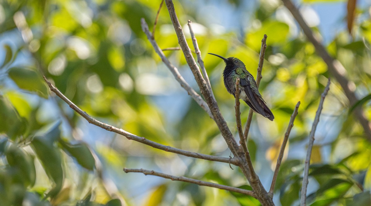 kolibřík smaragdový - ML616415753