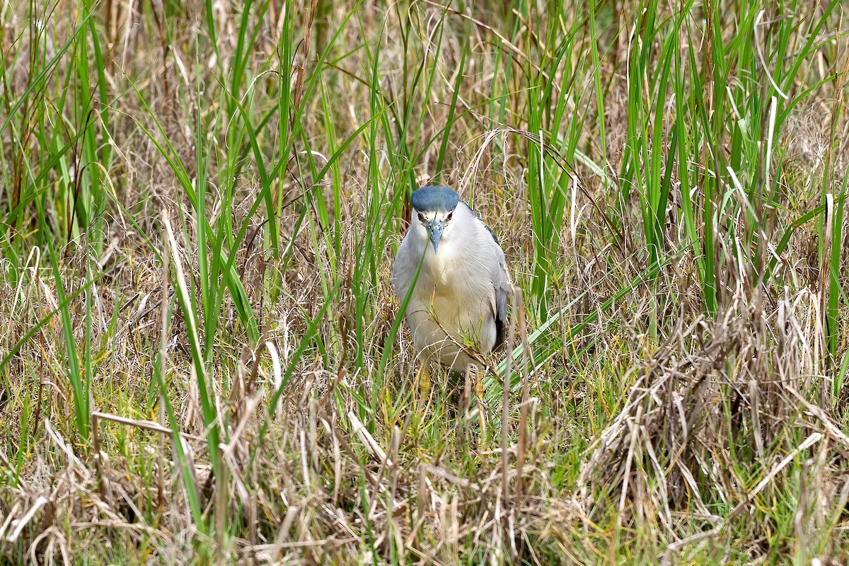 Black-crowned Night Heron - ML616415755