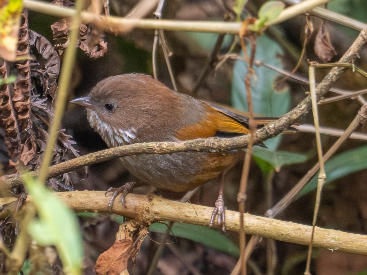 Brown-throated Fulvetta - ML616415780