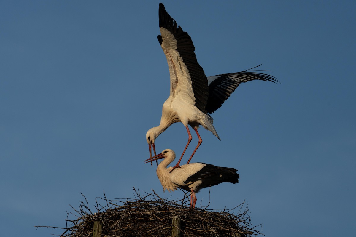 White Stork - ML616415819