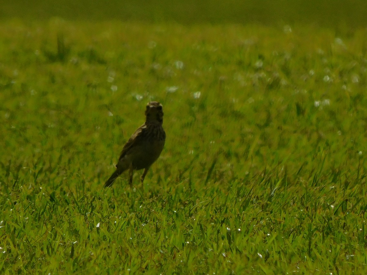 African Pipit - ML616415838