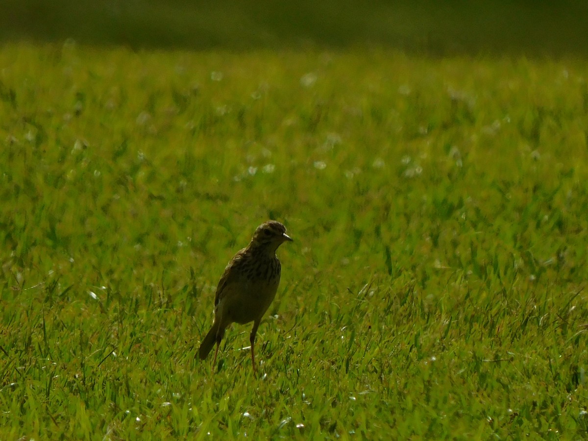 African Pipit - ML616415839