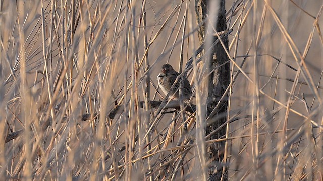 Harris's Sparrow - ML616415863