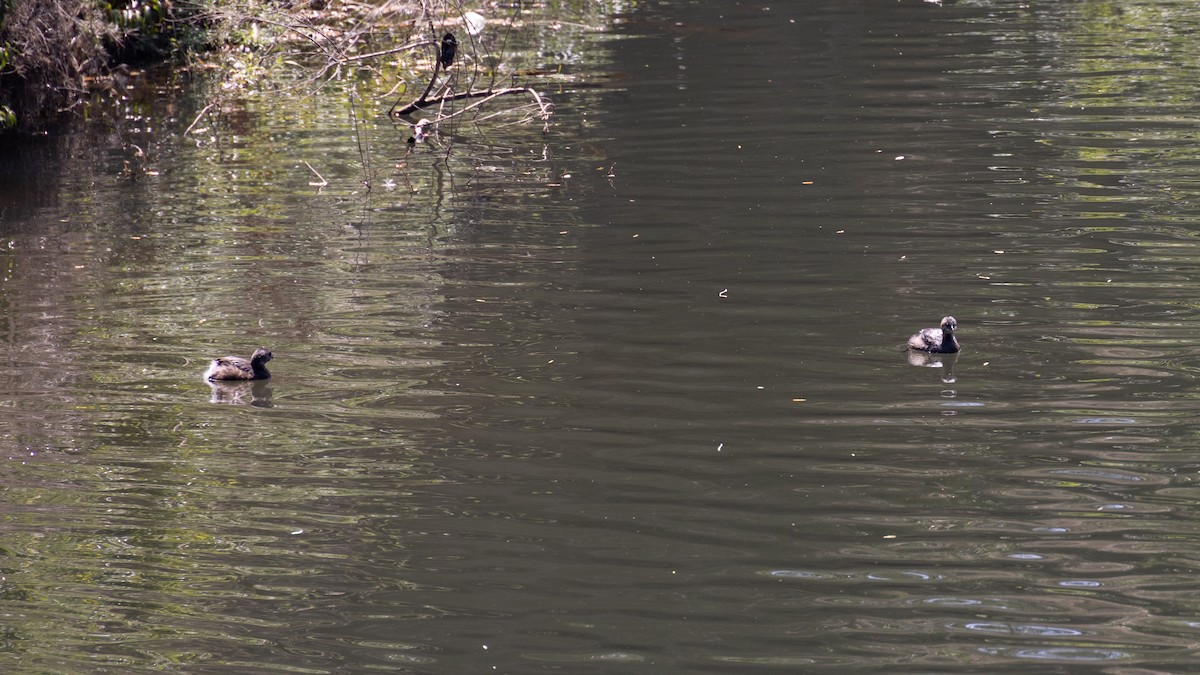 Pied-billed Grebe - ML616415871