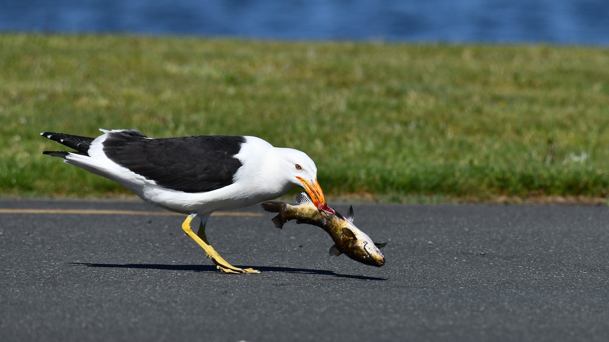 Kelp Gull - ML616415875