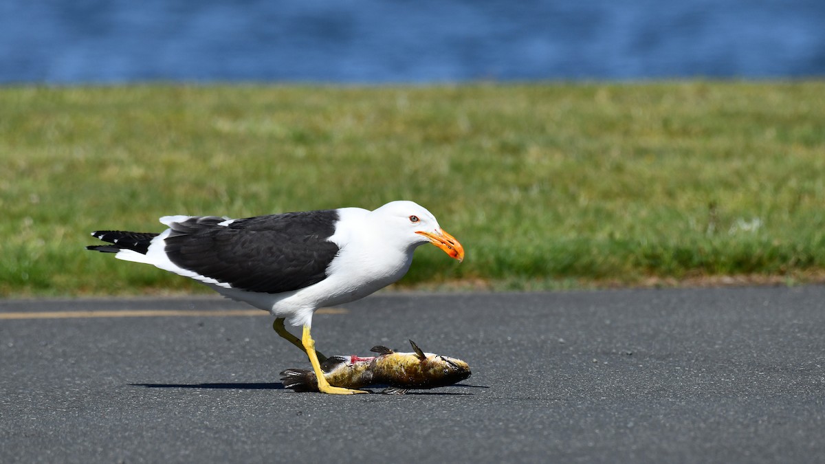 Kelp Gull - ML616415876