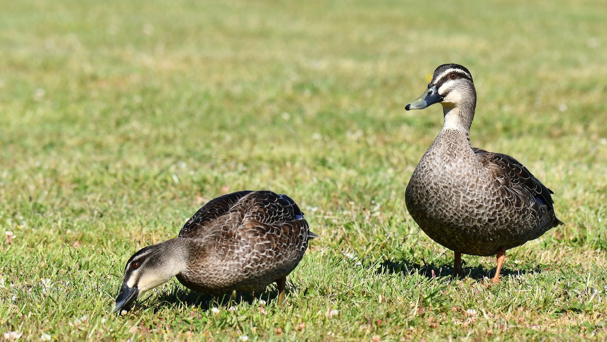 Mallard x Pacific Black Duck (hybrid) - ML616415892