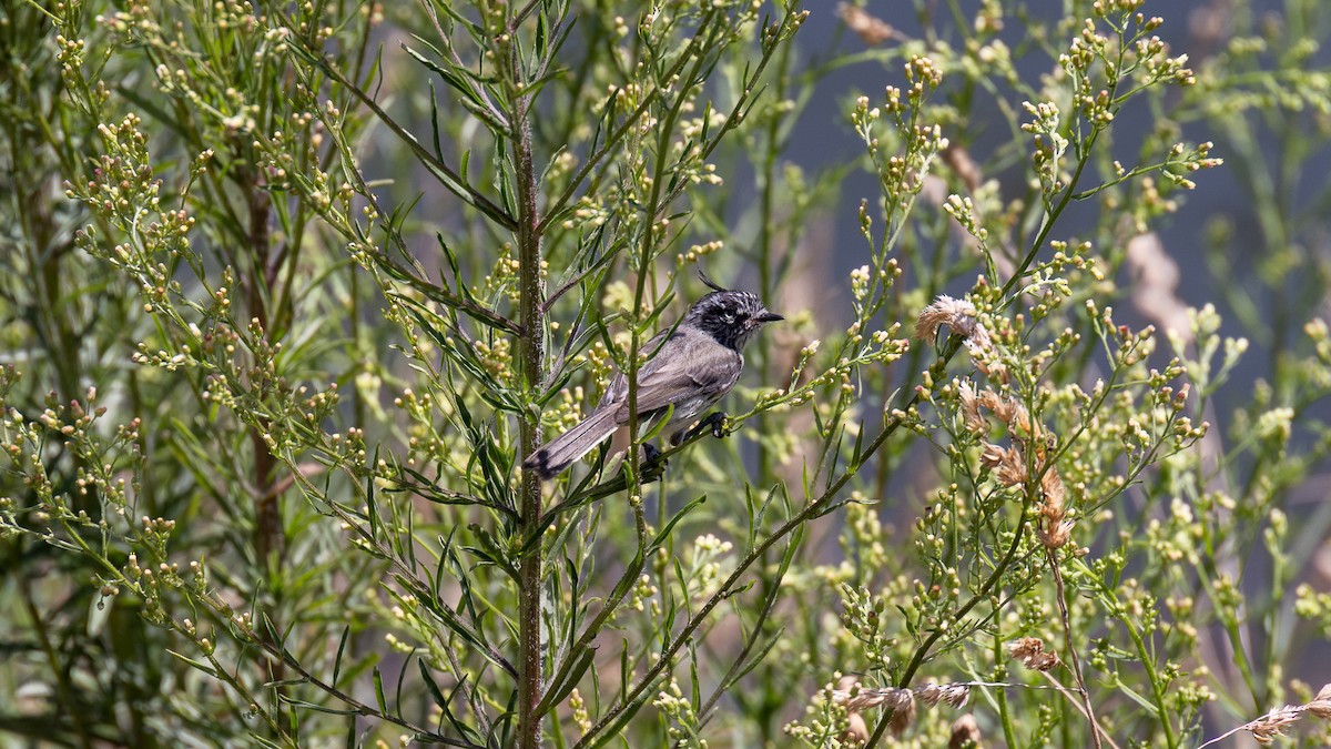 Tufted Tit-Tyrant - ML616415902