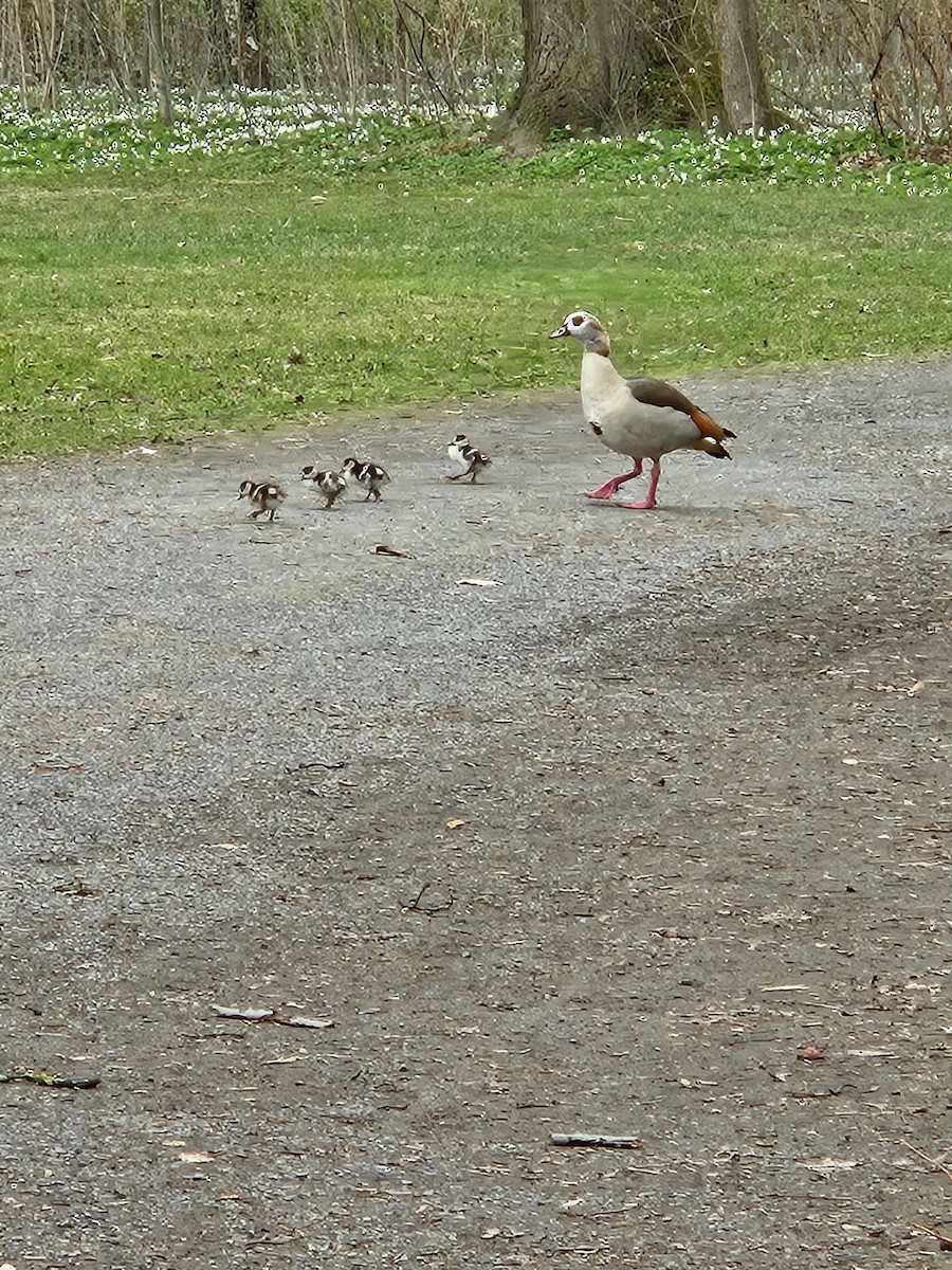 Egyptian Goose - ML616415941