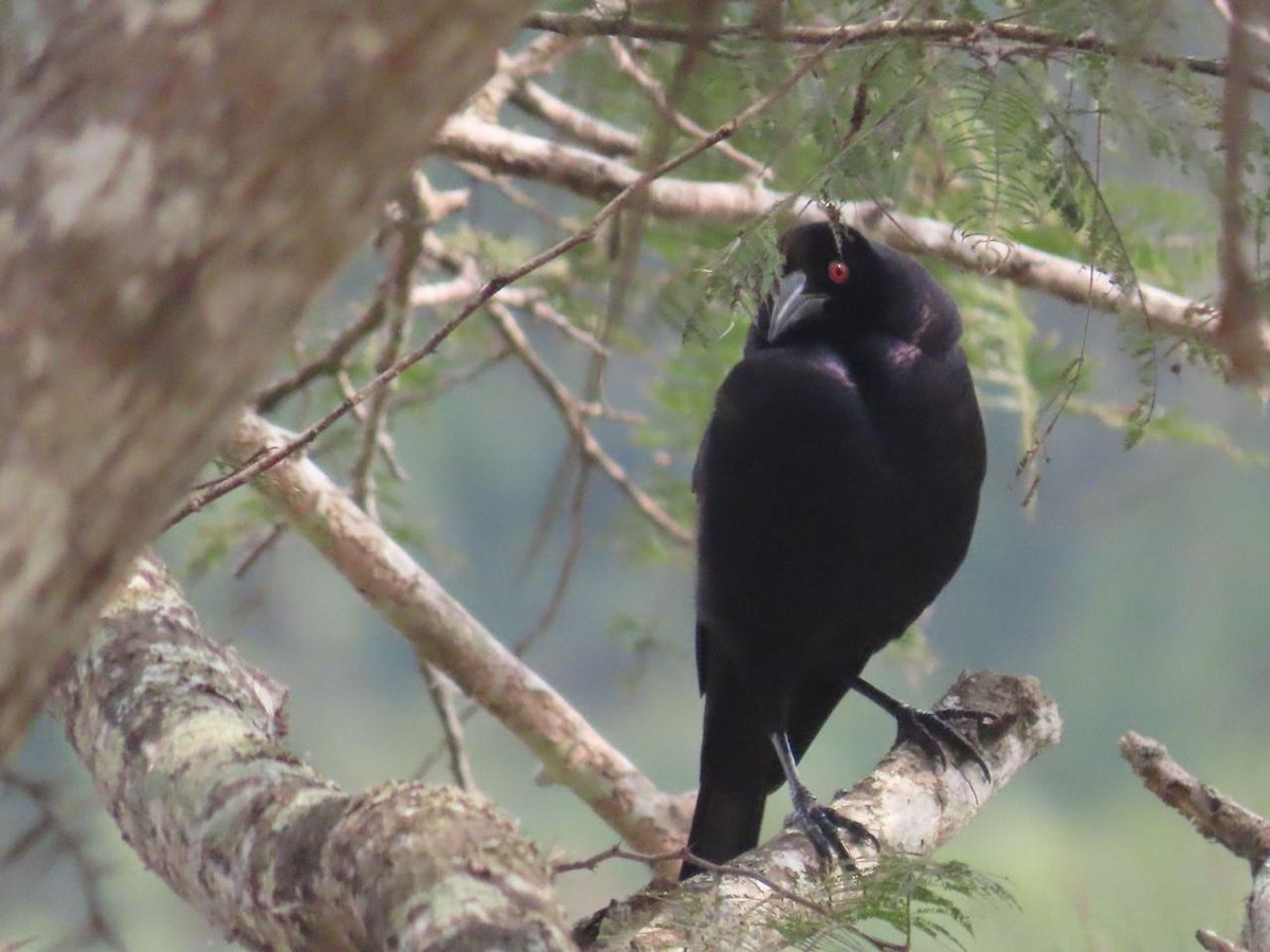 Giant Cowbird - ML616415983