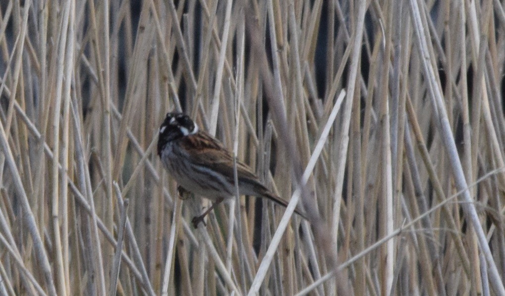 Reed Bunting - Chris Hamilton