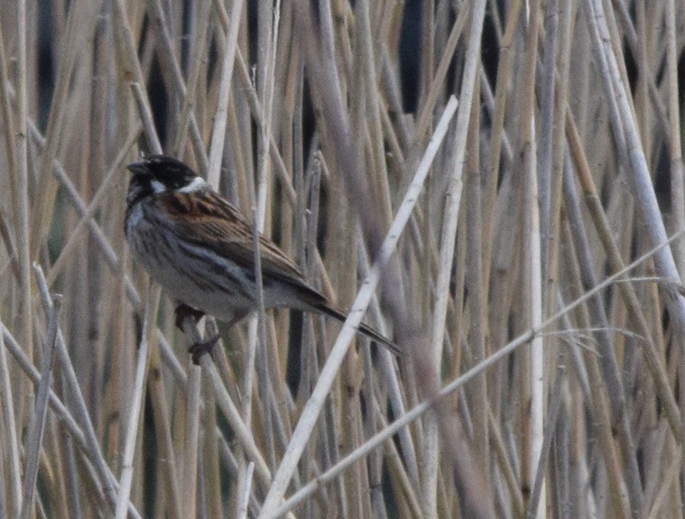 Reed Bunting - ML616415990