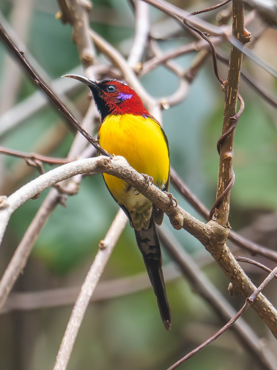 Mrs. Gould's Sunbird - Ninad Thakoor