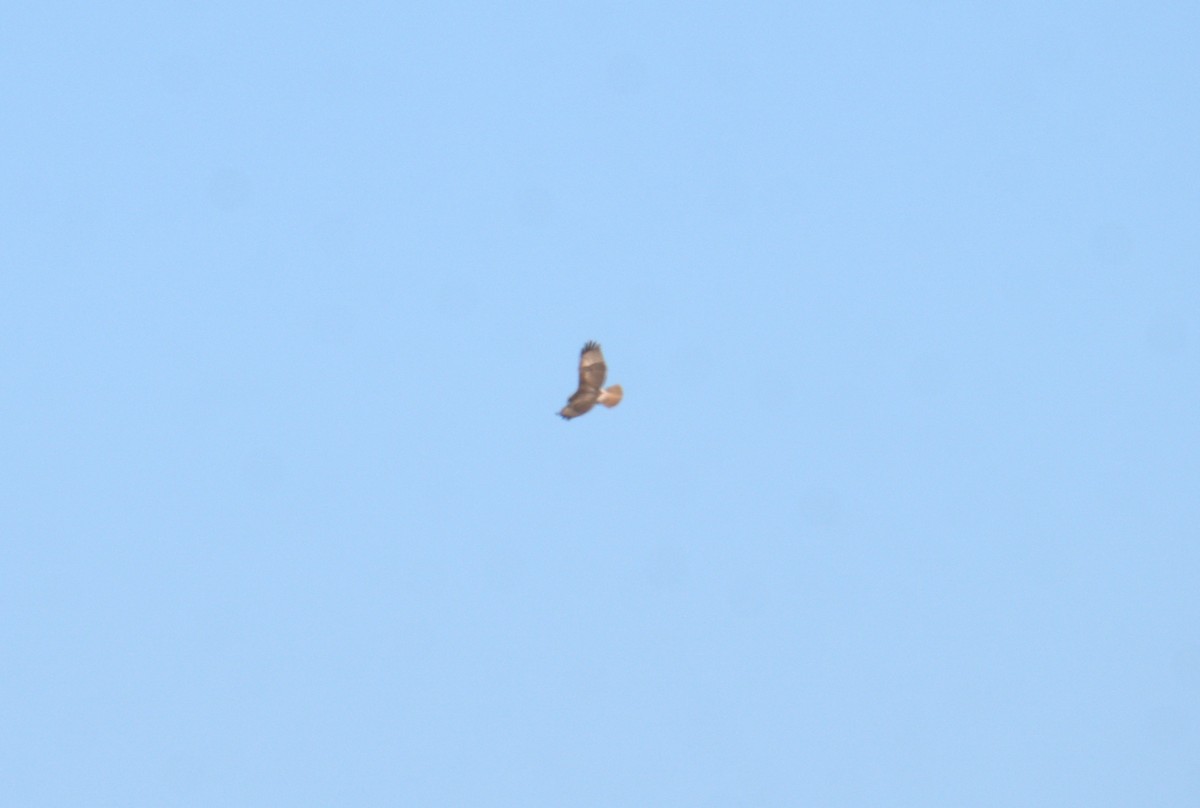 Red-tailed Hawk - ML616416011