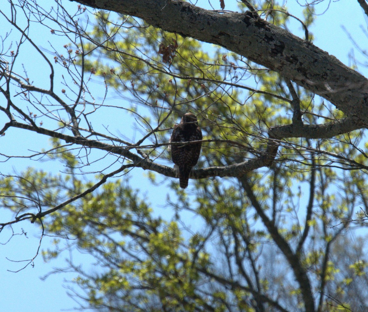 Red-tailed Hawk - ML616416012