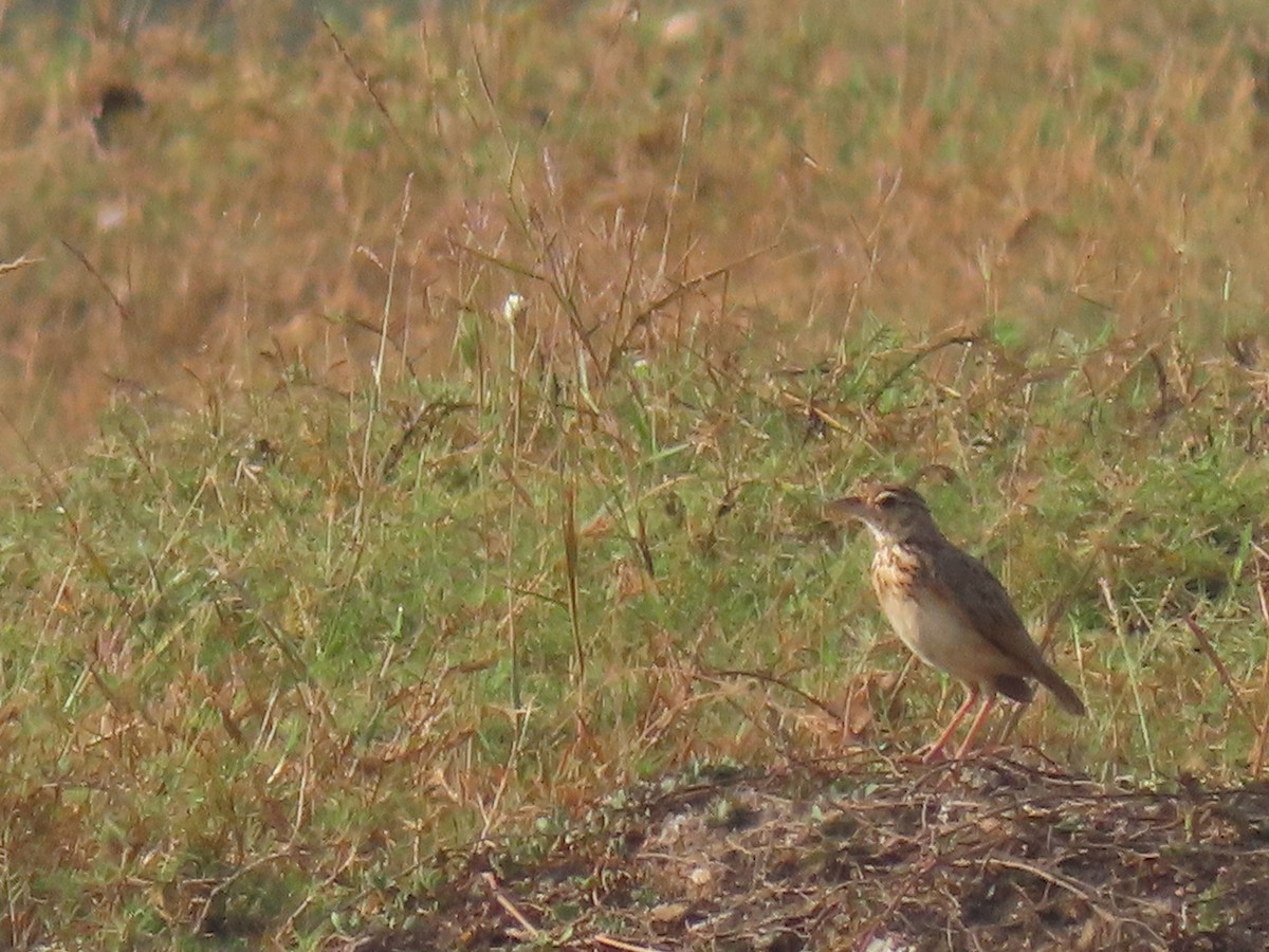 Jerdon's Bushlark - Sreekumar Chirukandoth