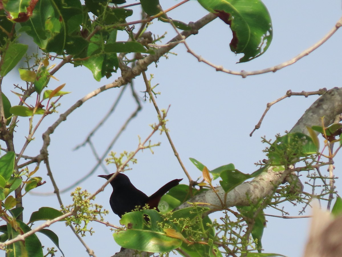 Indian Robin - ML616416021