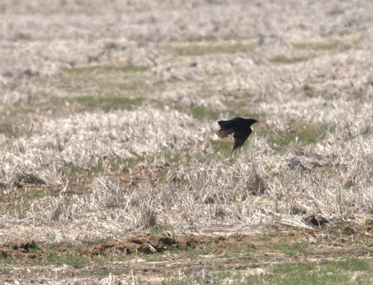 American Crow - ML616416041