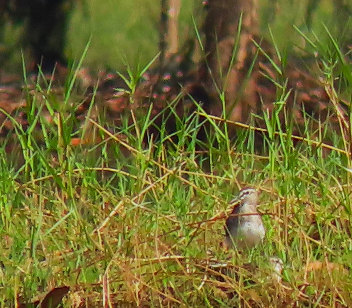 Common Snipe - ML616416042