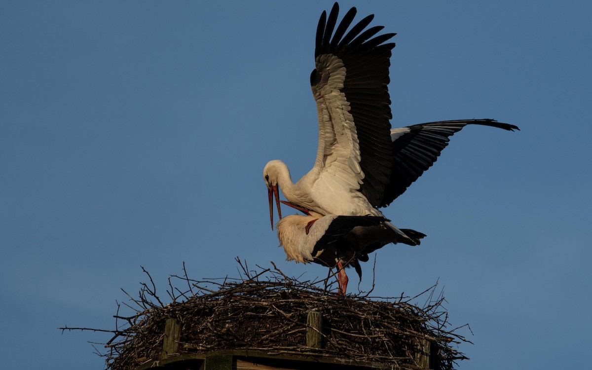 White Stork - Holger Schneider