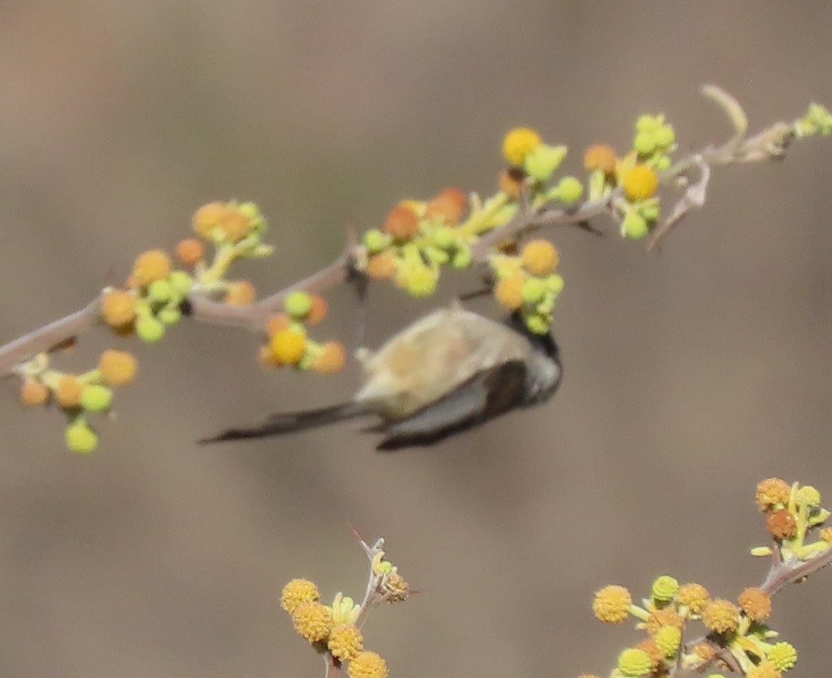 Bushtit (melanotis Group) - Maia Ginsburg