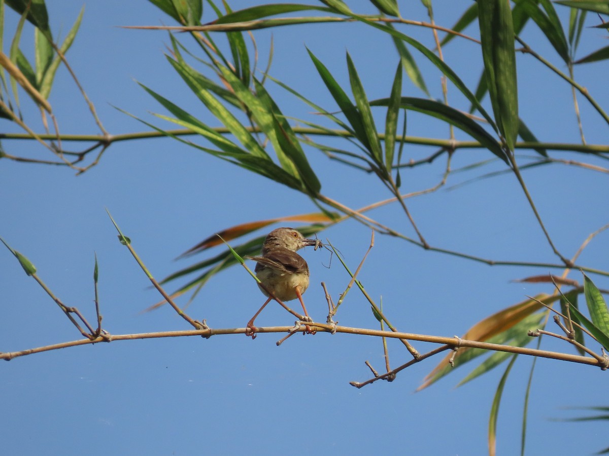 Plain Prinia - ML616416077