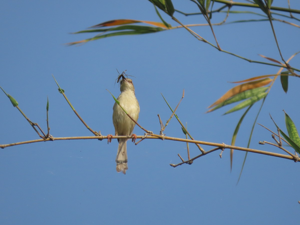 Plain Prinia - ML616416078