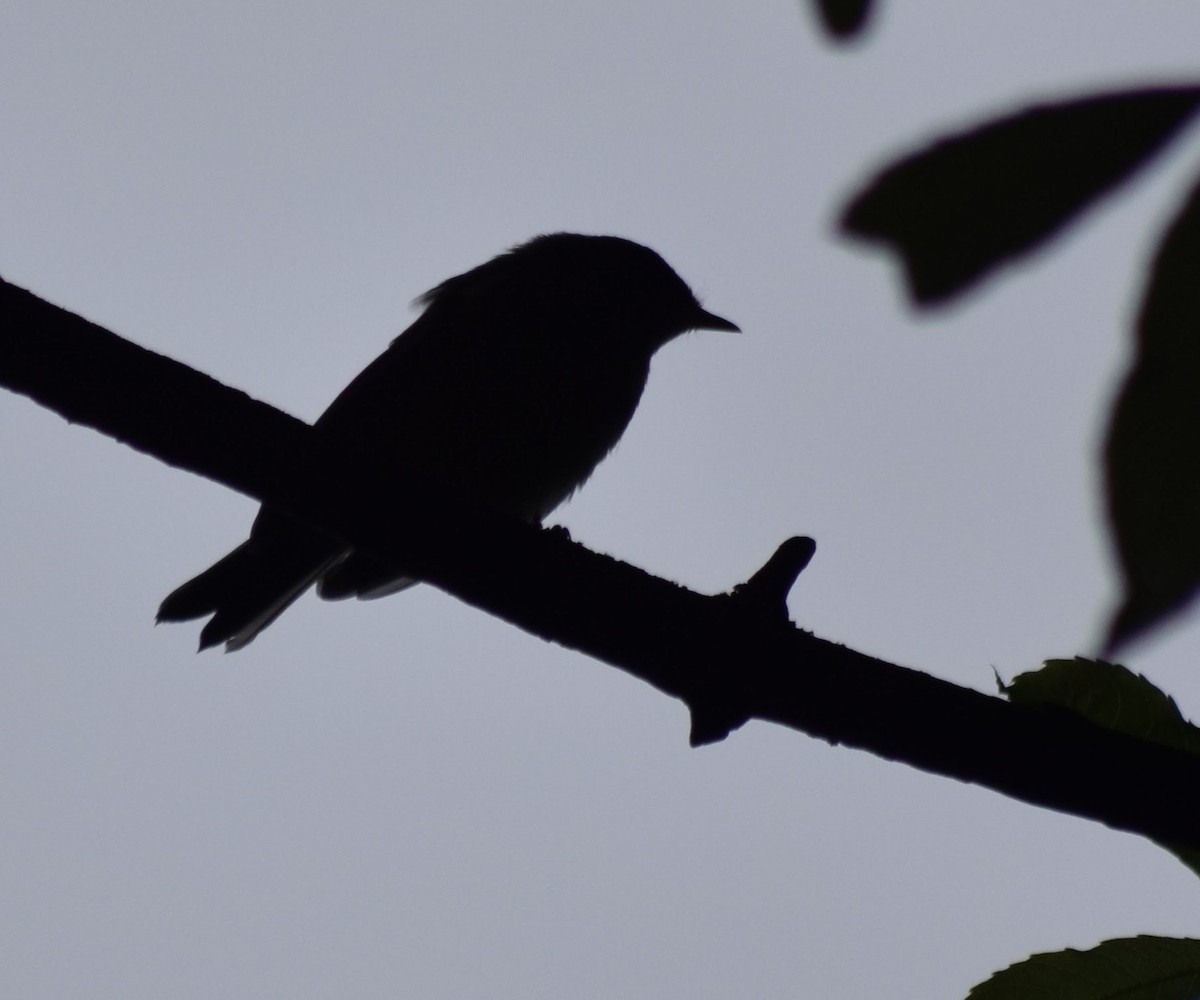 Spotted Flycatcher - ML616416081