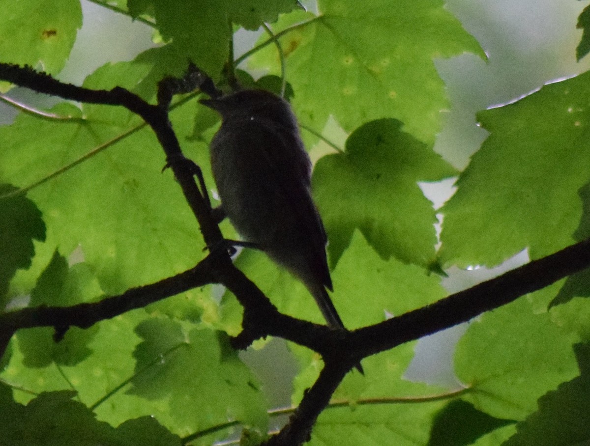 Spotted Flycatcher - Chris Hamilton