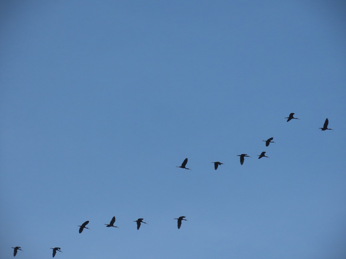 ibis hnědý - ML616416092