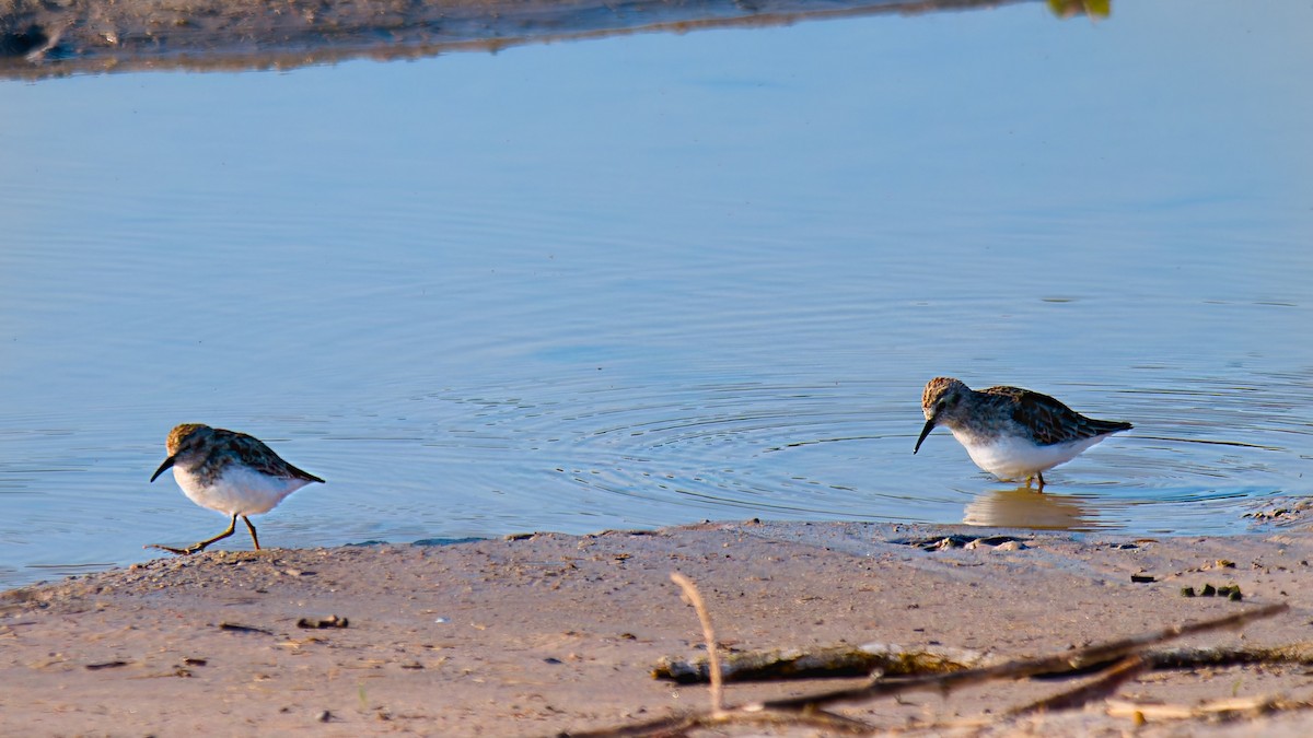 Least Sandpiper - ML616416102