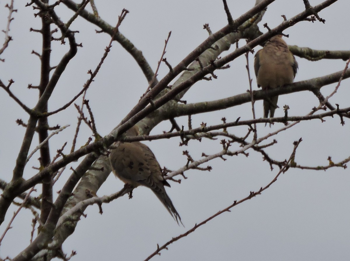 Mourning Dove - ML616416129