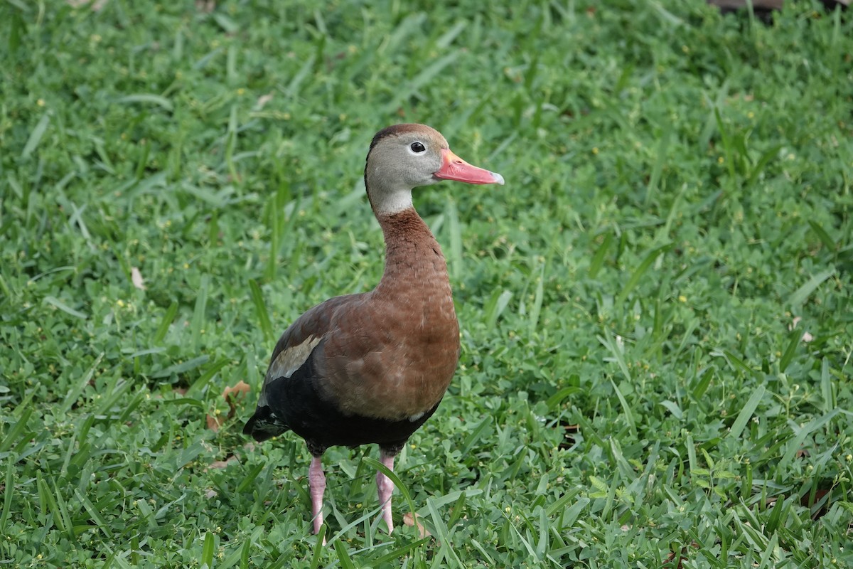 Black-bellied Whistling-Duck - ML616416133