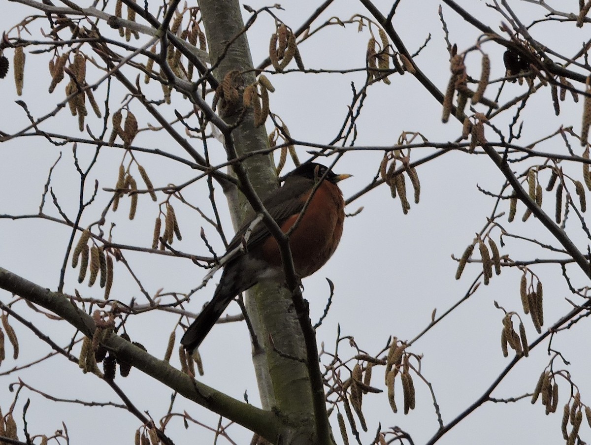 American Robin - ML616416135