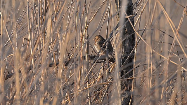 Harris's Sparrow - ML616416139