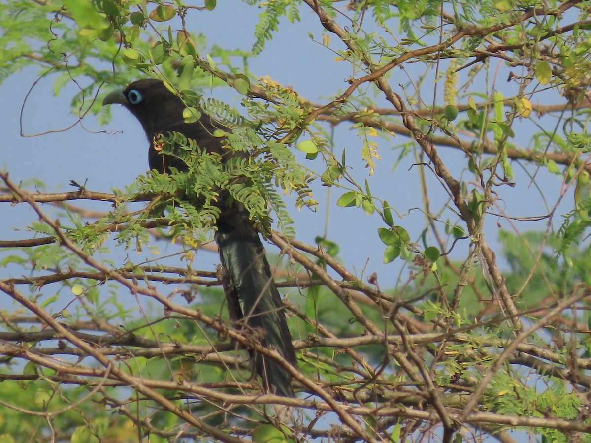 Blue-faced Malkoha - ML616416141