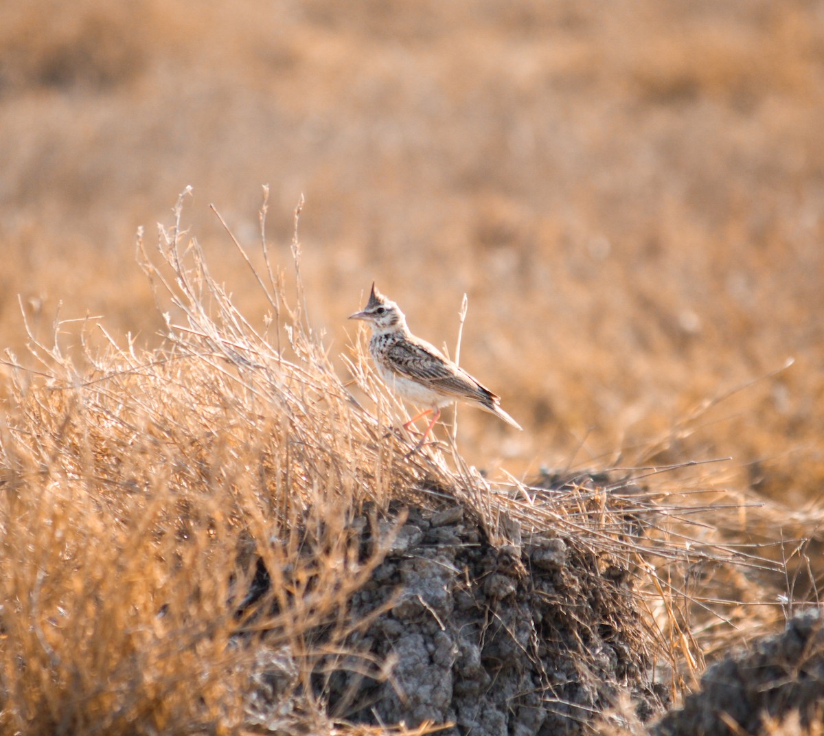 Crested Lark - Sachin Prajapati