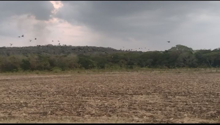 疣鼻棲鴨 - ML616416175