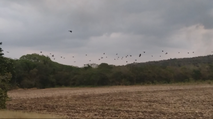 疣鼻棲鴨 - ML616416176