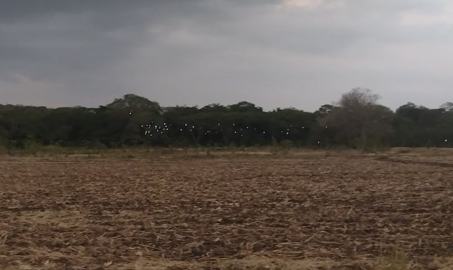 疣鼻棲鴨 - ML616416177