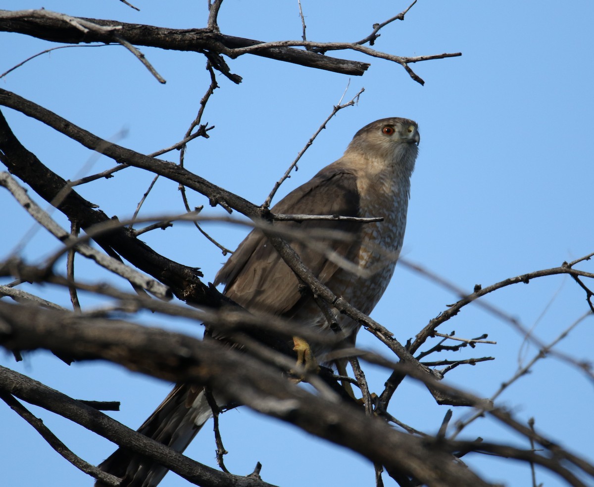 Cooper's Hawk - John Ward