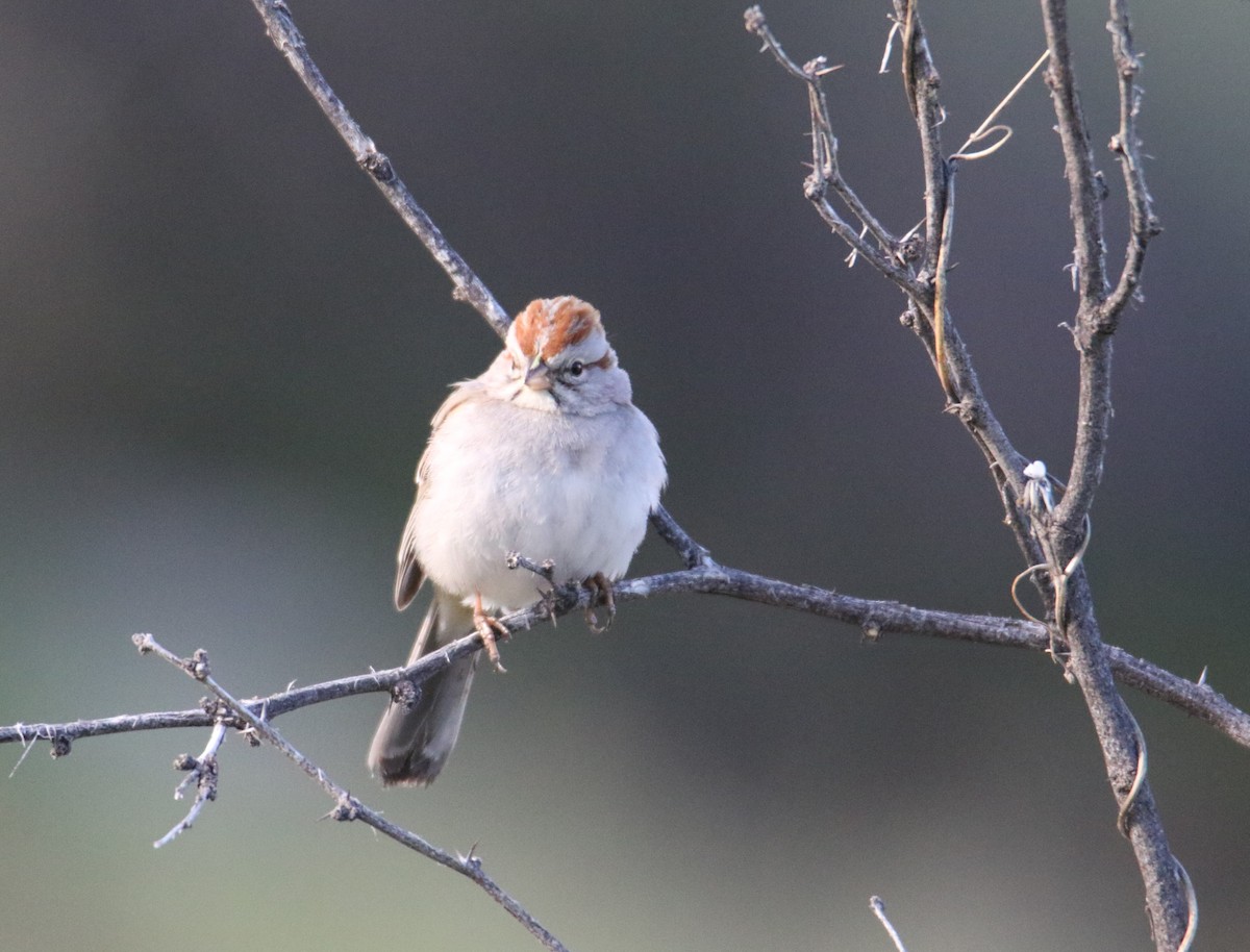 Rufous-winged Sparrow - John Ward