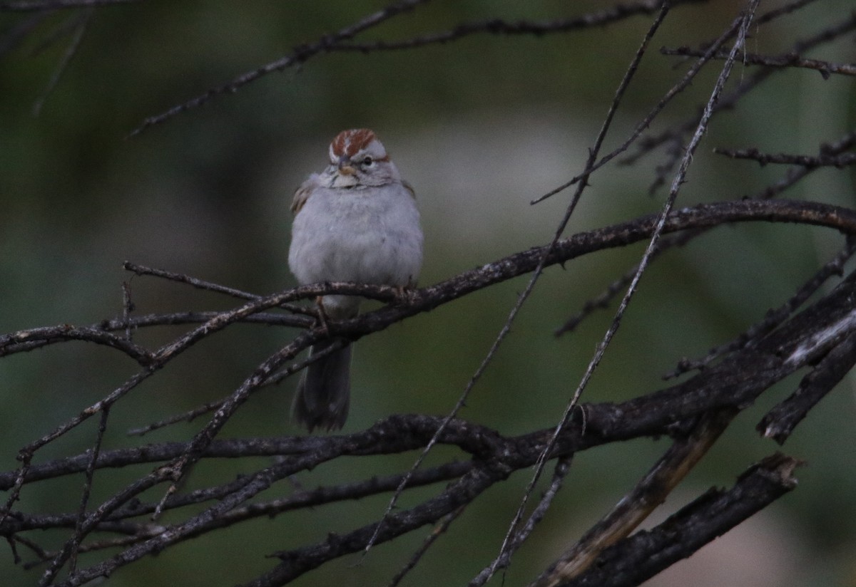 Rufous-winged Sparrow - John Ward