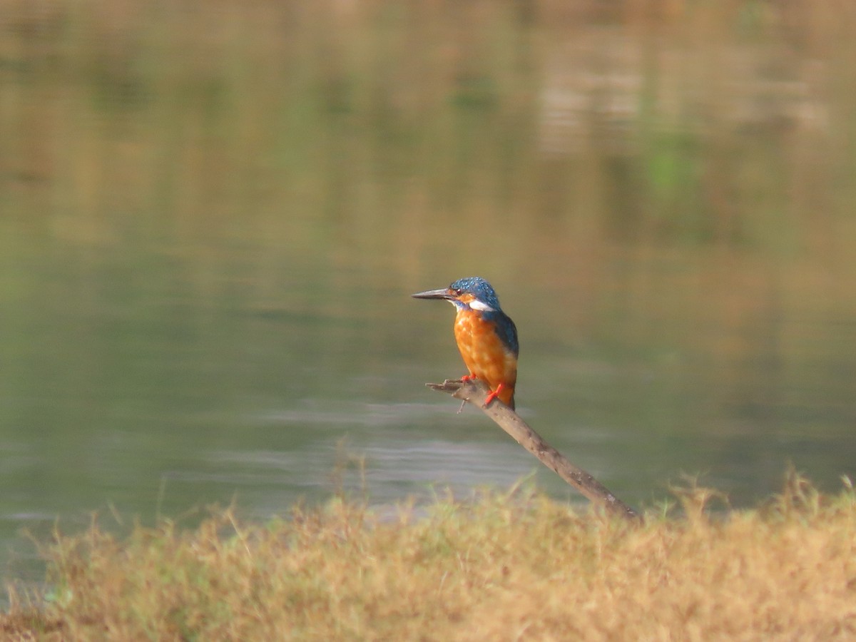 Martin-pêcheur d'Europe - ML616416203