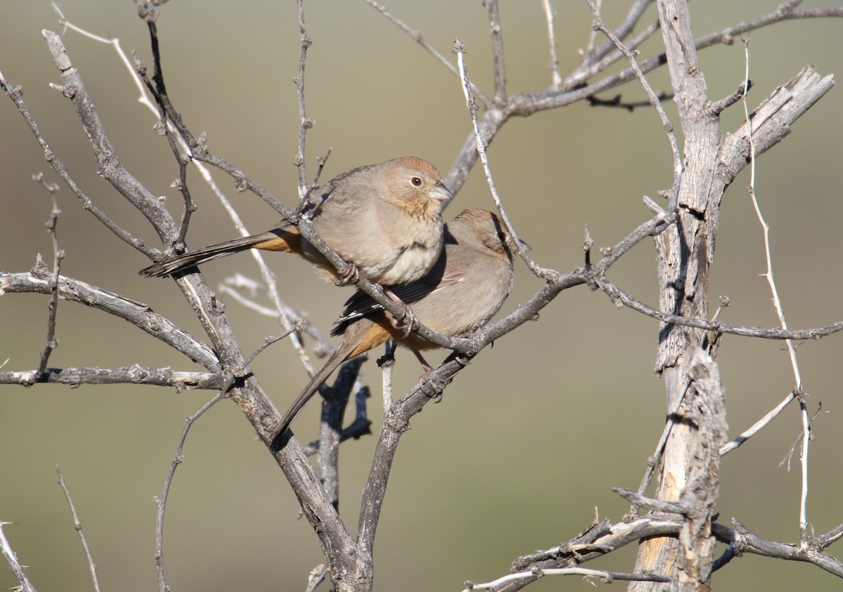 Canyon Towhee - John Ward