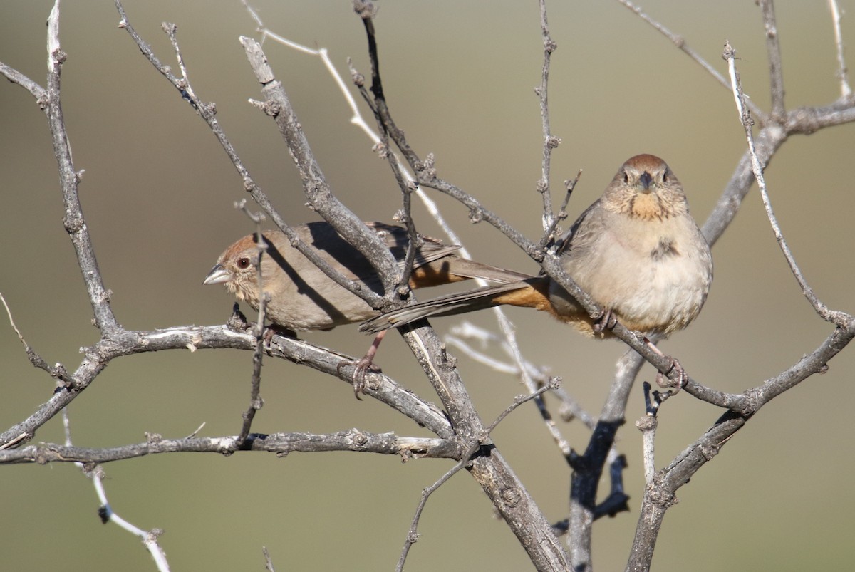 Canyon Towhee - John Ward